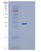 人突触融合蛋白2(STX2)重组蛋白