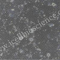 小鼠牙龈上皮细胞 | 牙龈上皮细胞 | 大鼠牙龈上皮细胞 | 免疫荧光鉴定 | 镜像绮点