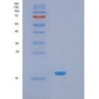 大肠杆菌Skp重组蛋白