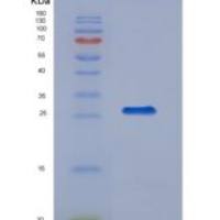 人23kDa突触关联蛋白(SNAP23)重组蛋白