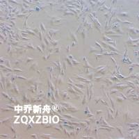 RSC-RB兔骨髓间充质干细胞