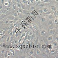 PUMC-HUVEC-T1 SV40T转化人脐静脉内皮细胞