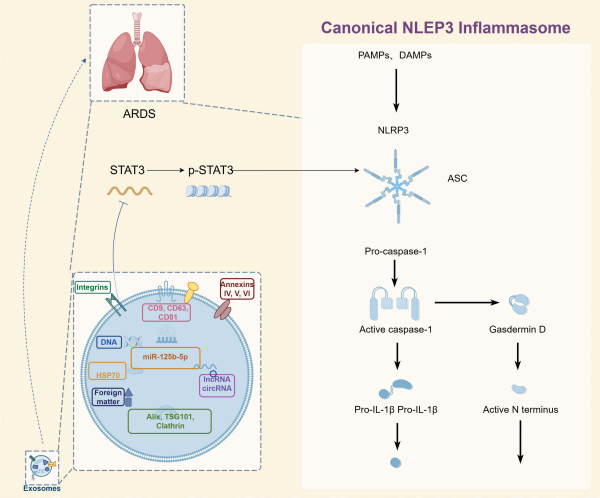 IF=8| Umibio多款热卖产品助力客户脓毒症相关肺损伤机制研究！