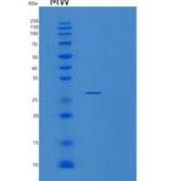 人突触融合蛋白17(STX17)重组蛋白