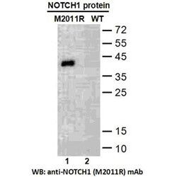 NOTCH1(M2011R)