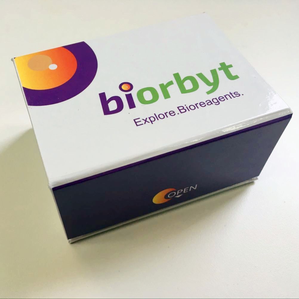 BrdU Cell Proliferation Assay Kit 试剂盒，orb1881036，Biorbyt