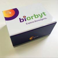 Zebra fish IL-1b (Interleukin 1 Beta) ELISA Kit 酶联免疫试剂盒，orb1881451，Biorbyt