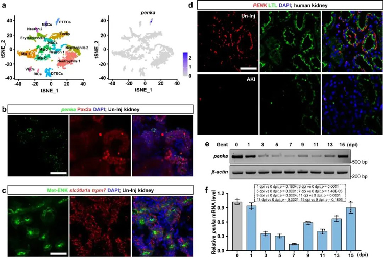 世界肾脏日| 斑马鱼与类器官在肾脏研究中的应用进展