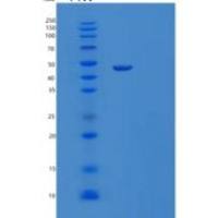小鼠Spock3重组蛋白