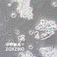 HIT-T15叙利亚仓鼠胰岛β细胞