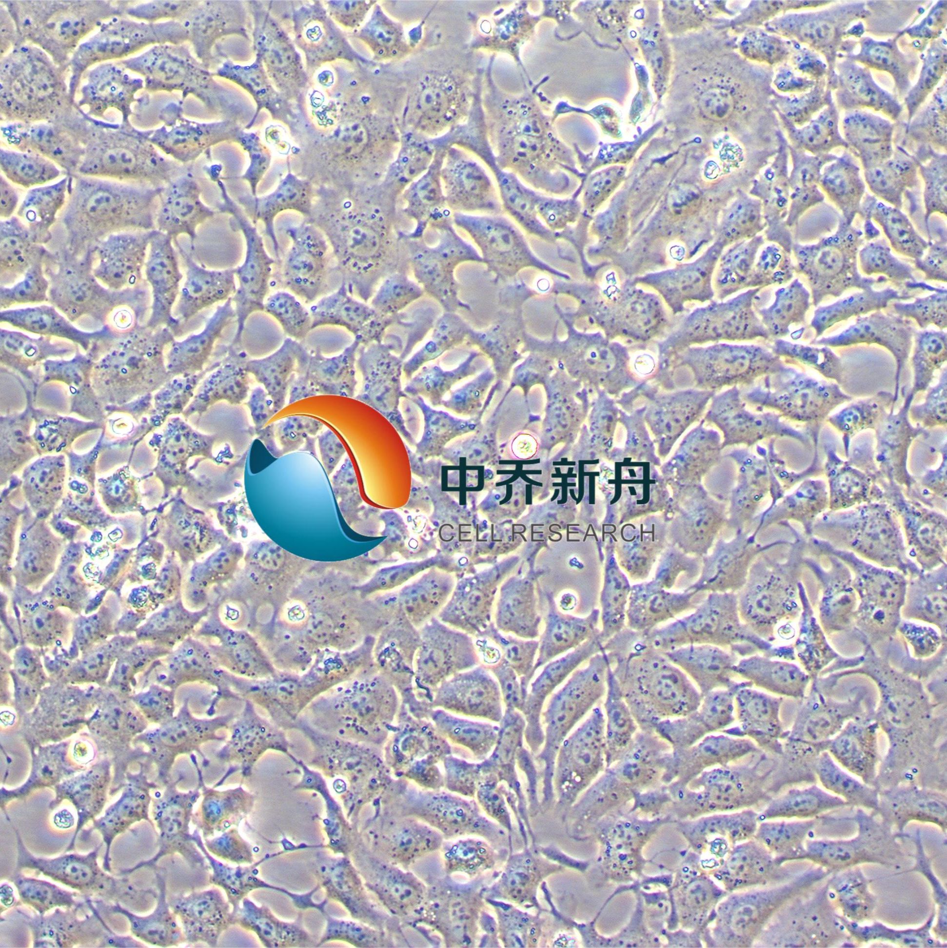 hepa-1c1c7 小鼠肝癌细胞