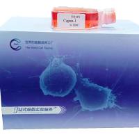 ND7/23 大鼠/小鼠神经元融合细胞/str鉴定细胞/镜像绮点（Cellverse）