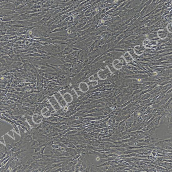 大鼠肌腱干细胞/免疫荧光鉴定/镜像绮点（Cellverse）