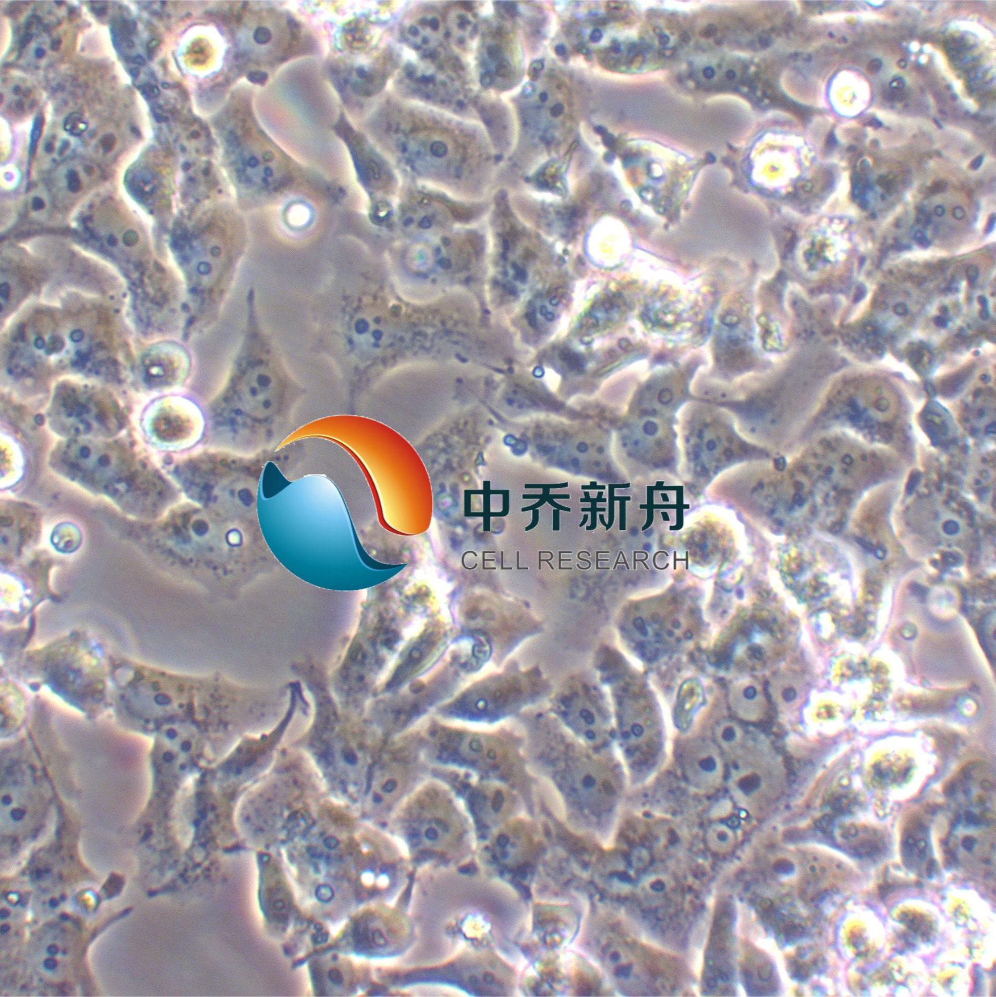 DMS114人小细胞肺癌细胞