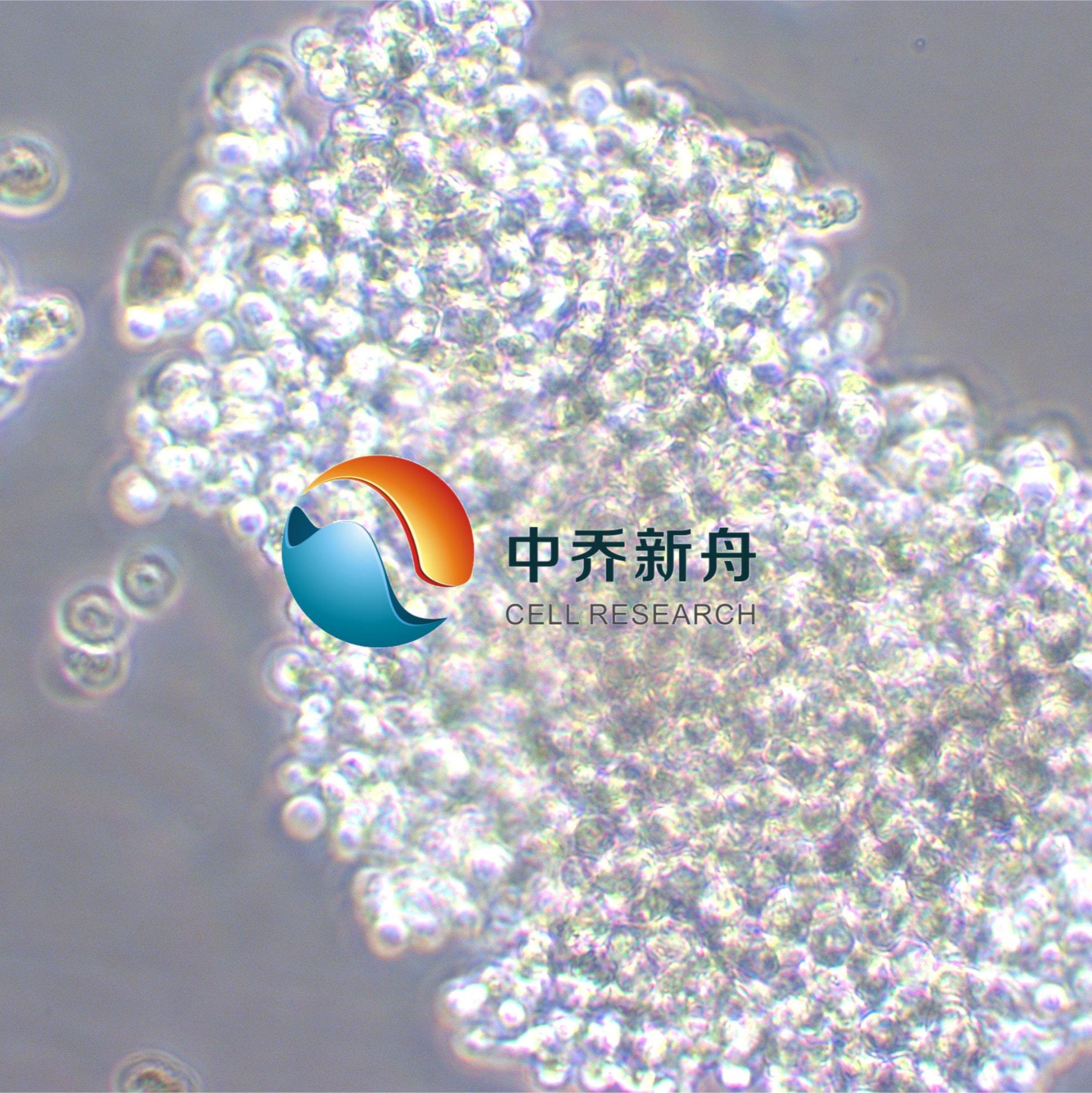 NCI-H69人小细胞肺癌细胞