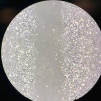 细胞划痕实验技术服务