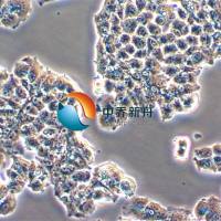 QGP-1人胰腺癌细胞