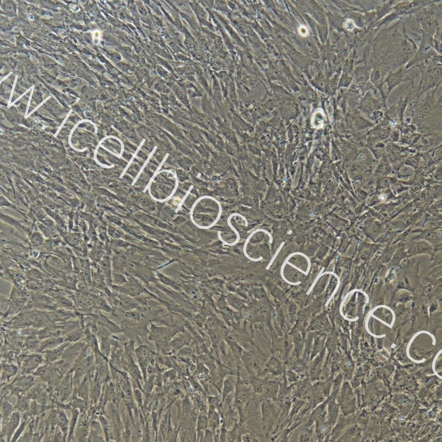 小鼠肌腱干细胞/免疫荧光鉴定/镜像绮点（Cellverse）