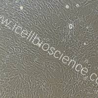 小鼠肌腱干细胞/免疫荧光鉴定/镜像绮点（Cellverse）