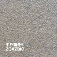 LN229人大脑神经母瘤细胞