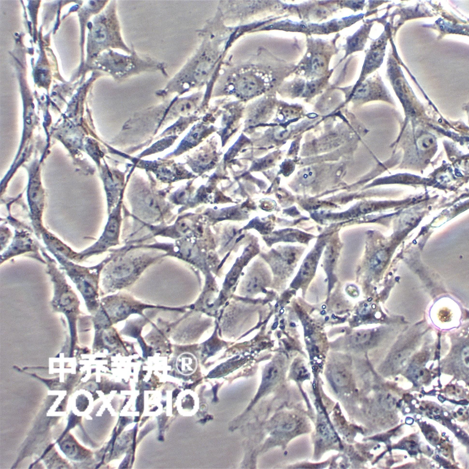 USMC大鼠血管平滑肌细胞