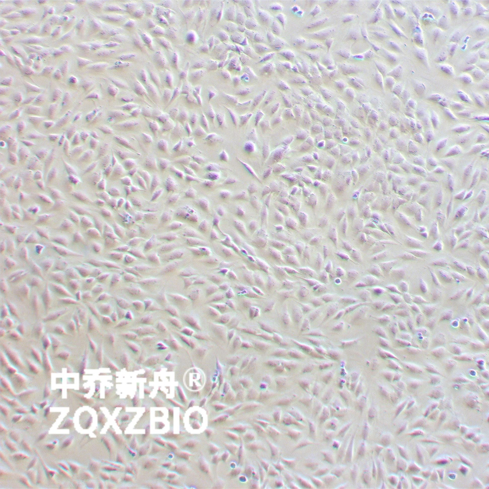 ATDC5小鼠成软骨细胞系