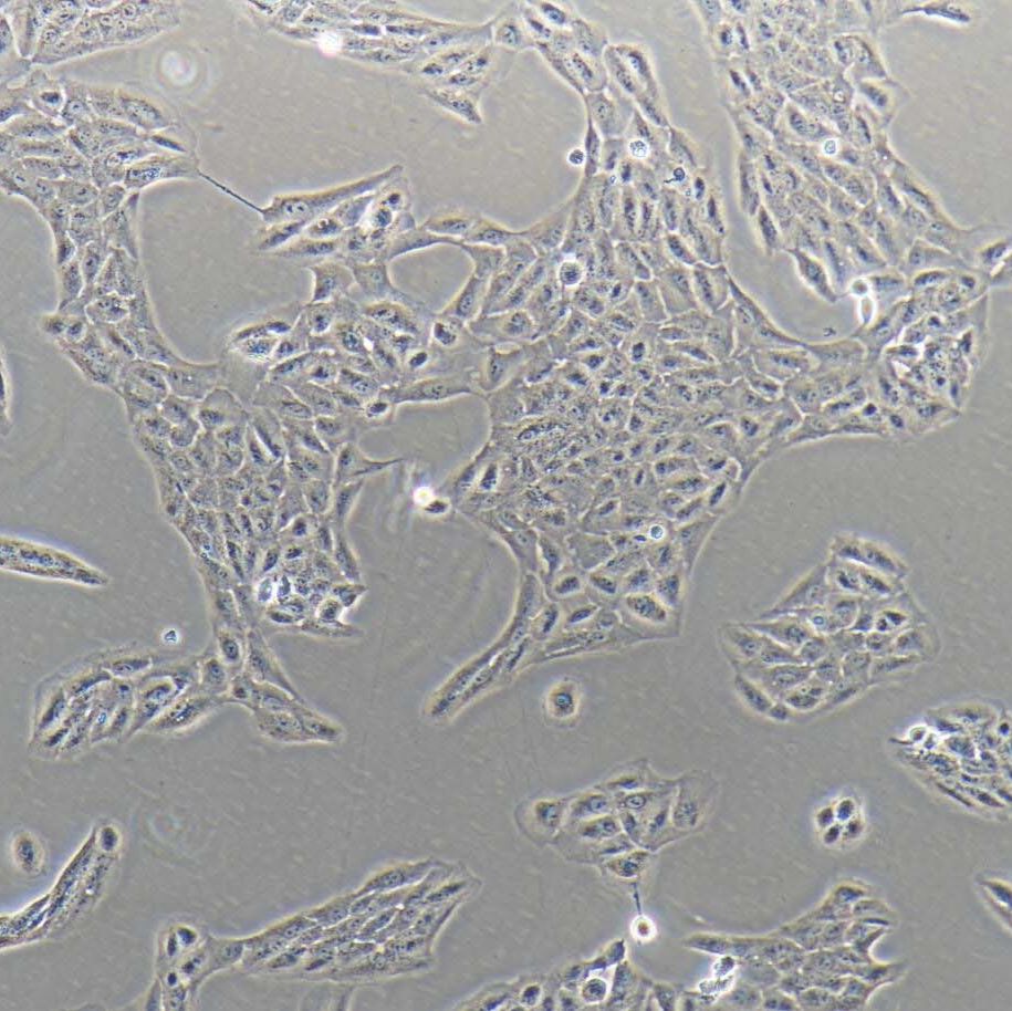 ARPE-19  人视网膜上皮细胞/STR鉴定/镜像绮点（Cellverse）