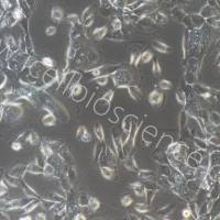 人结肠上皮细胞/免疫荧光鉴定/镜像绮点(Cellverse)