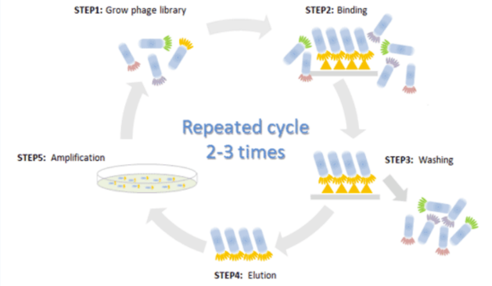 噬菌体展示文库构建与筛选-卡梅德生物