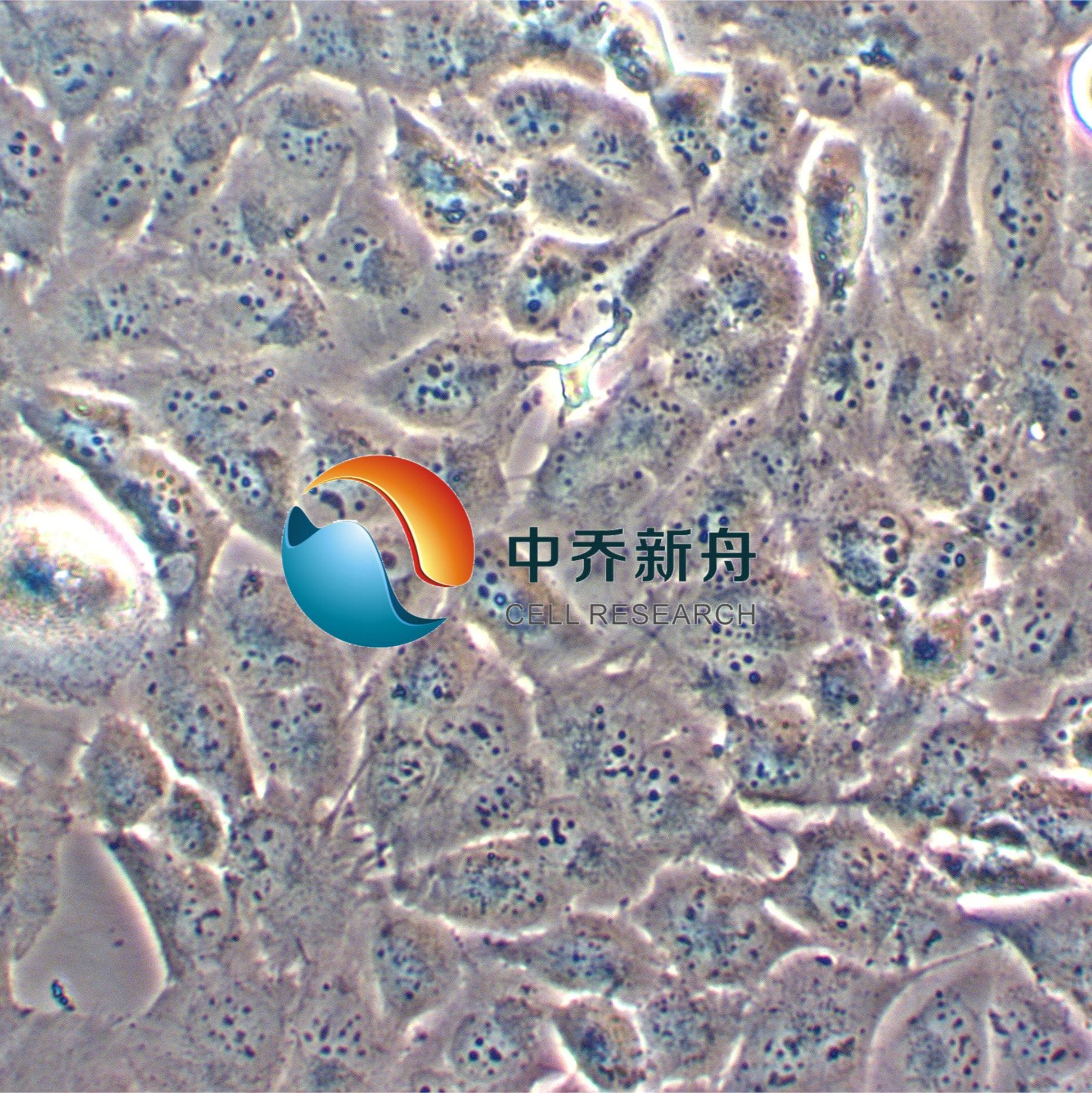 T98G (人脑胶质瘤细胞)