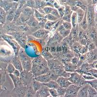 T98G (人脑胶质瘤细胞)