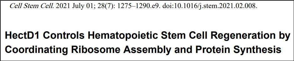 Cell Stem Cell. |造血干细胞再生研究中Polysome profiling技术应用
