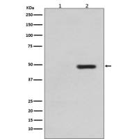 Anti-Tau phospho T231)
