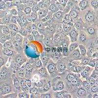 Capan-1人胰腺癌肿瘤细胞