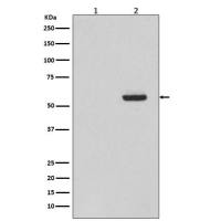 Anti-Tau phospho S396