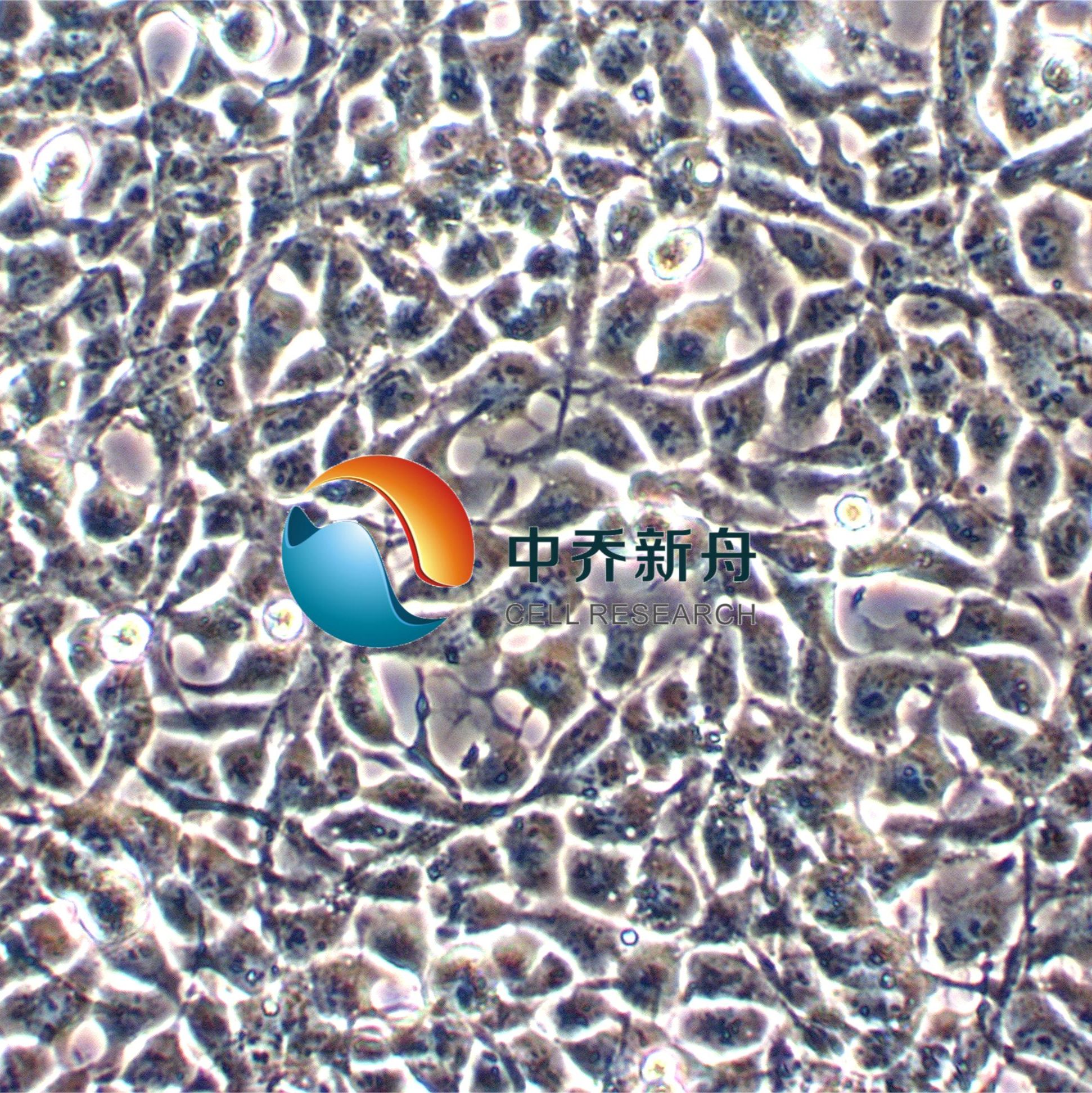 293A人胚肾细胞 