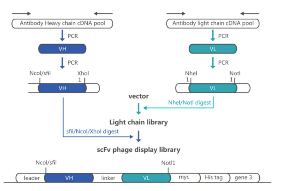噬菌体展示文库构建与筛选-卡梅德生物
