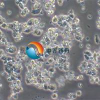 GH3 (大鼠垂体瘤细胞)