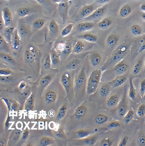 GES-1人胃粘膜上皮细胞