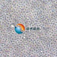 BaF3小鼠原B细胞株