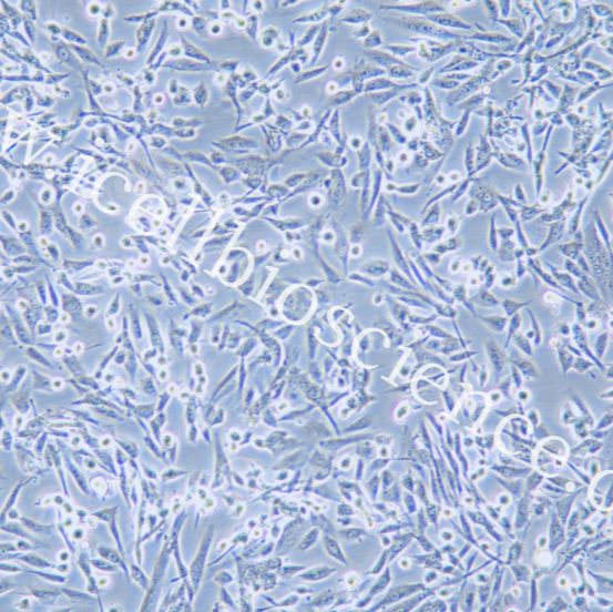 HS-5 人骨髓基质细胞/STR鉴定/镜像绮点（Cellverse）