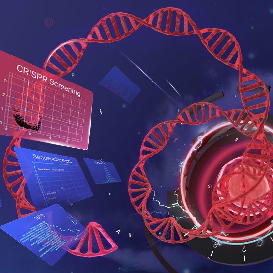 高分必备：CRISPR 文库筛选与 KO 细胞验证