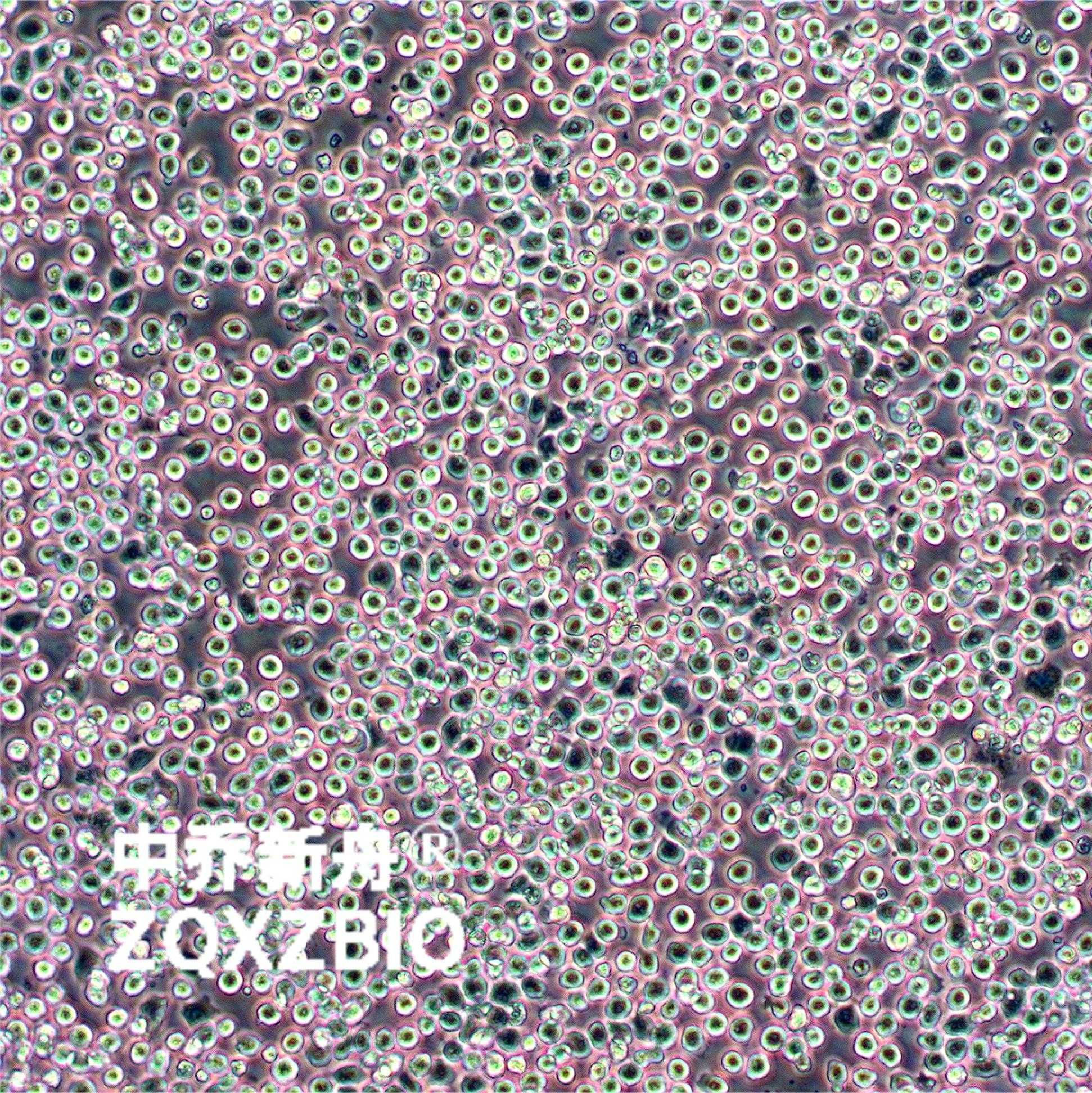 WEHI-3小鼠白血病细胞 
