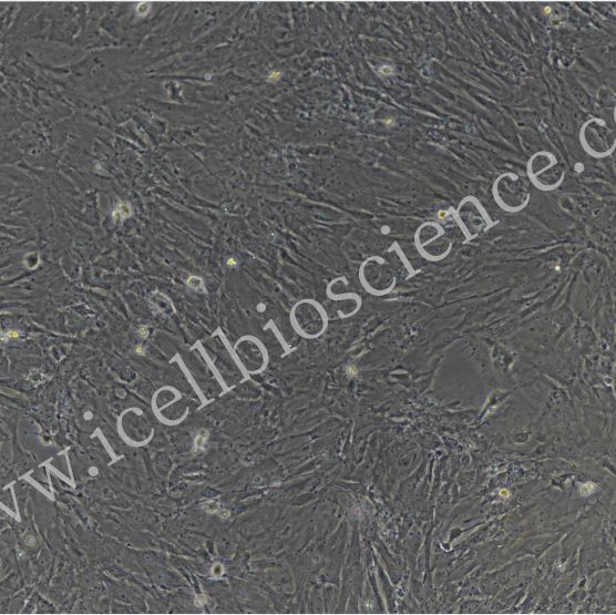 小鼠膀胱间质细胞/免疫荧光鉴定/镜像绮点（Cellverse）