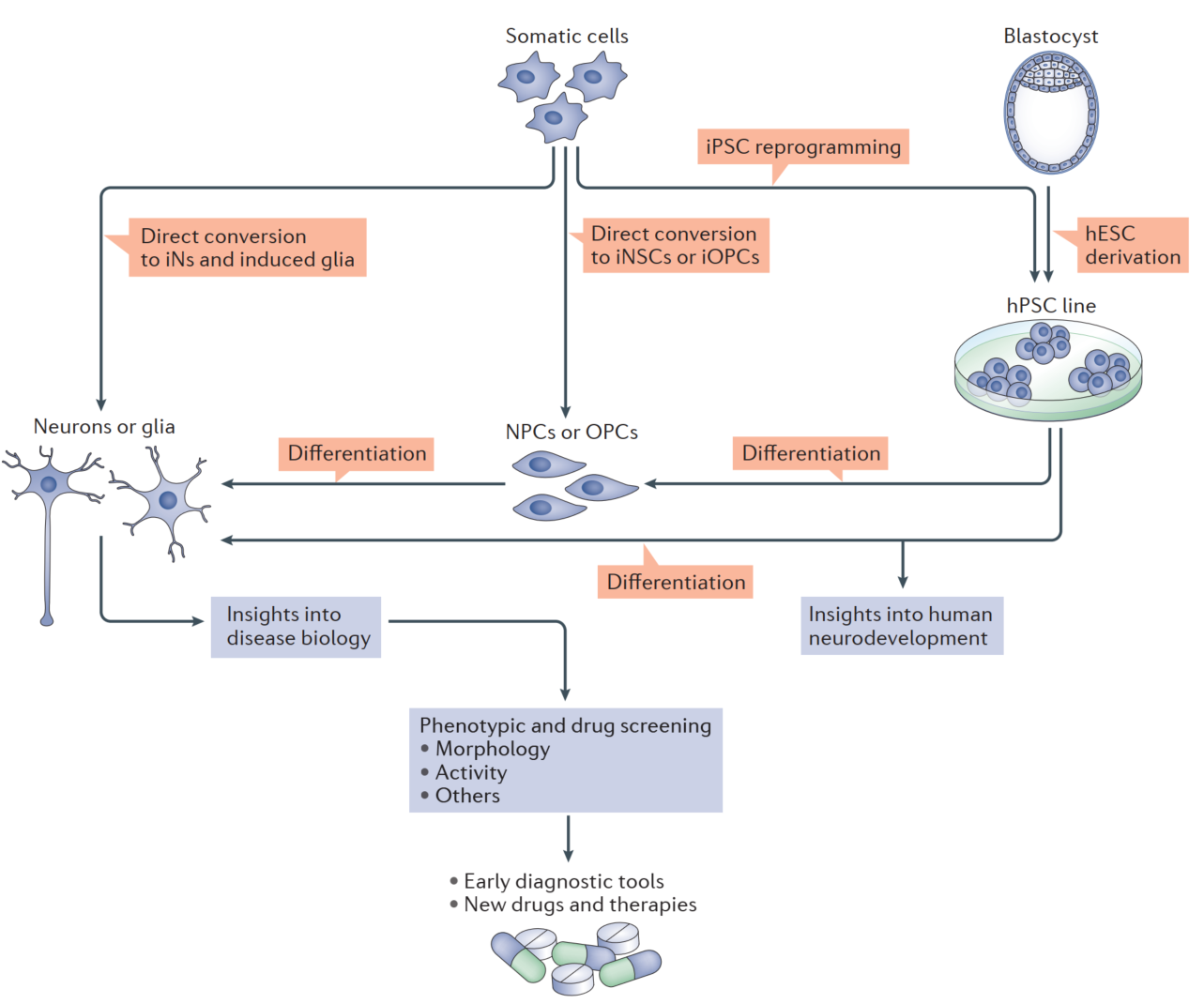 快速了解神经元分化过程