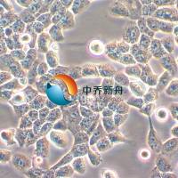 NPC/HK-1人鼻咽癌细胞