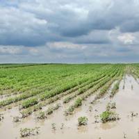 农业水酚类化合物的测定