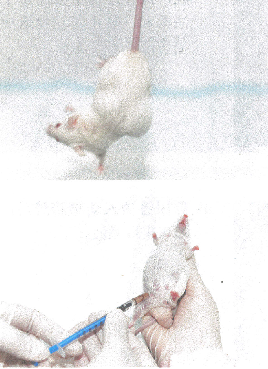 动物实验丨实验动物胸水和腹水的采集