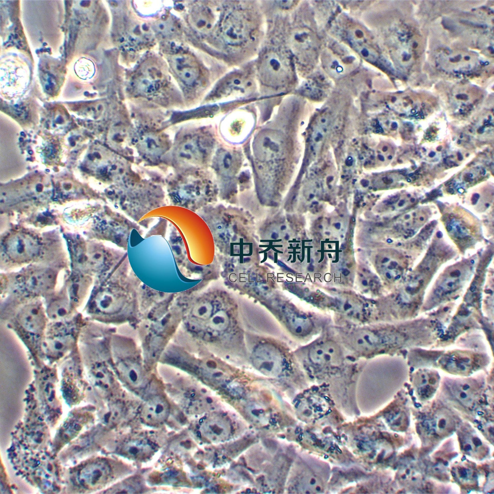 SW 1573人肺泡细胞癌细胞