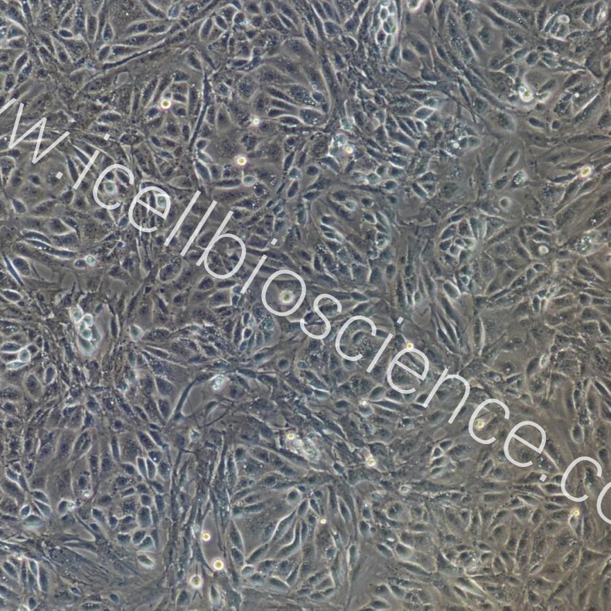 小鼠附睾上皮细胞/免疫荧光鉴定/镜像绮点（Cellverse）